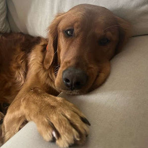 Meet your Posher, Ethan